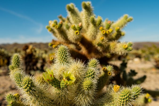 Flowering Cholla cactus