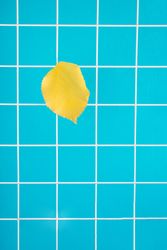 Single yellow leaf against blue bathroom riles