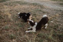 Border Collie dogs having fun together during stick game on dry grass in countryside
