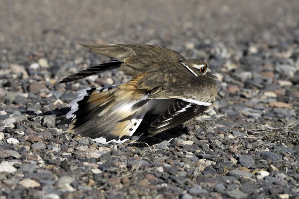 Killdeer broken wing display at Lake Elmo Park Reserve, Minnesota