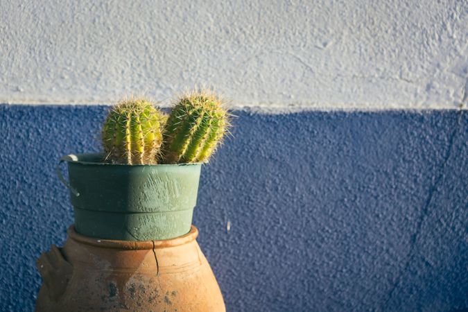 Potted cactus near building wall