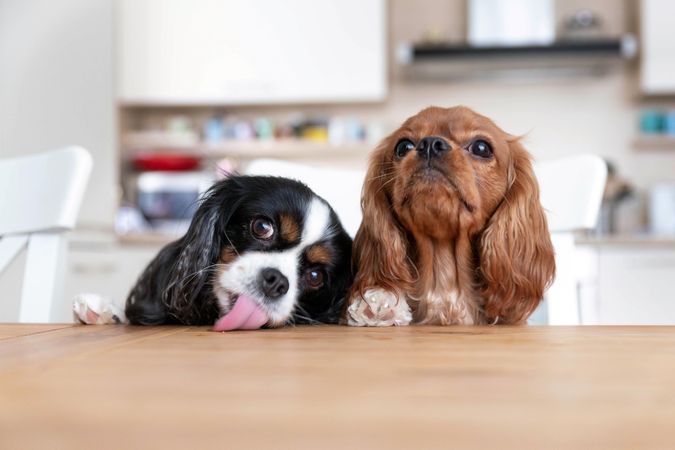 Two cavalier spaniels sitting on chair at the dining table