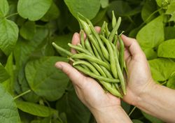 Green beans right from the Garden