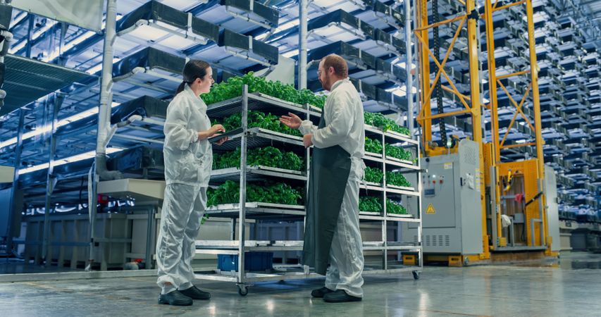 Agricultural Engineer and Young Female Scientist Discussing Basil Leaves Quality a Modern Vertical Farm. Gardening Expert Providing Technical Advice for Growing Sustainable Green Produce