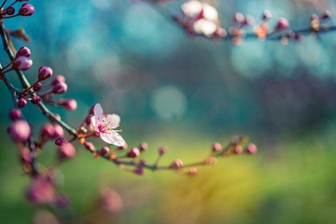 Landscape shot of a pink cherry blossom branch