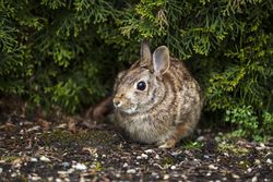Wild rabbit in garden during spring time
