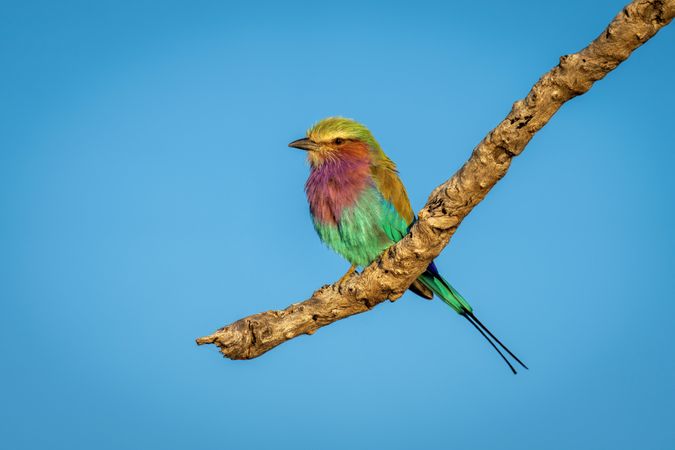 Lilac-breasted roller on branch in blue sky