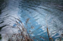 Ripples in a pond with dried plans