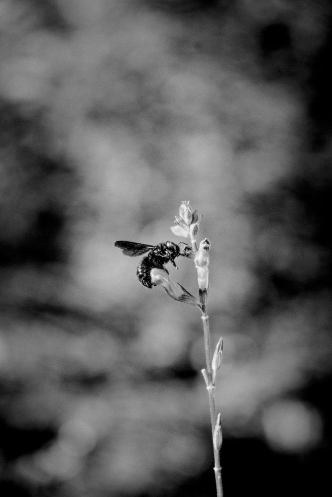 Side view of carpenter bee on small flower