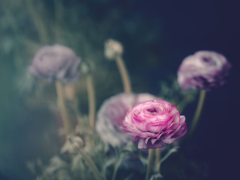 Pretty flower growing in garden