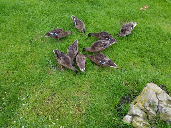 Ducks feeding in the grass