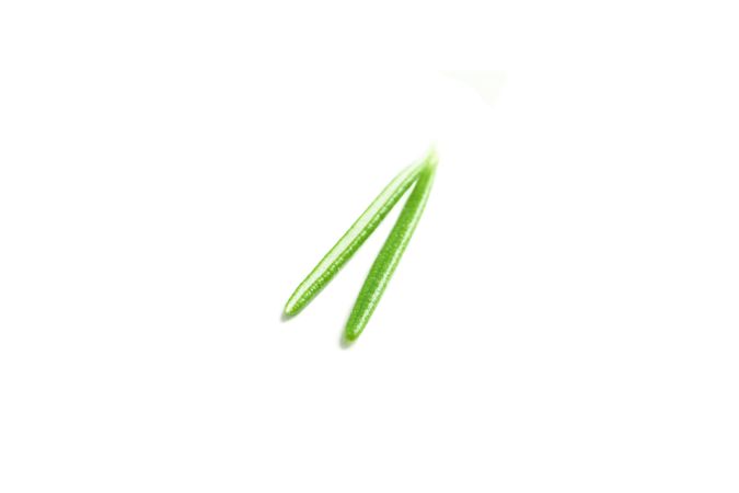 Fresh green rosemary isolated on blank background