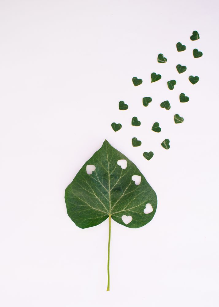 Heart leaf with small hearts coming out of it
