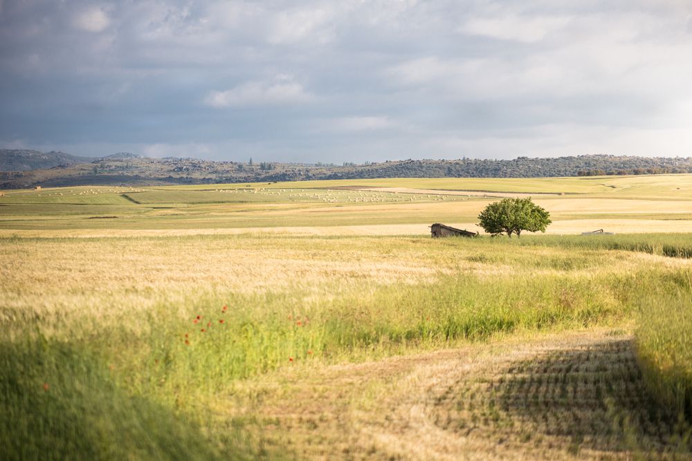Rural terrain with golden fields