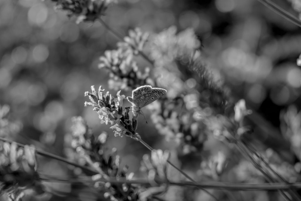 Small butterfly perched on lavender in a field