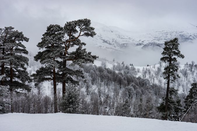 Snowy forest in Caucasus mountain