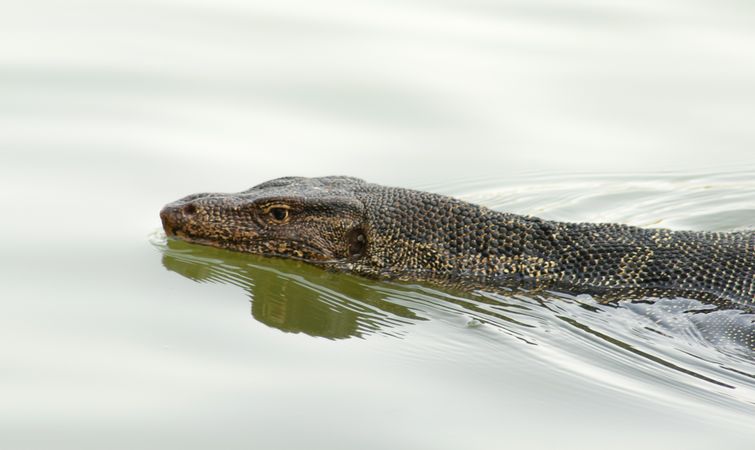 Varanus in water in summer day.
