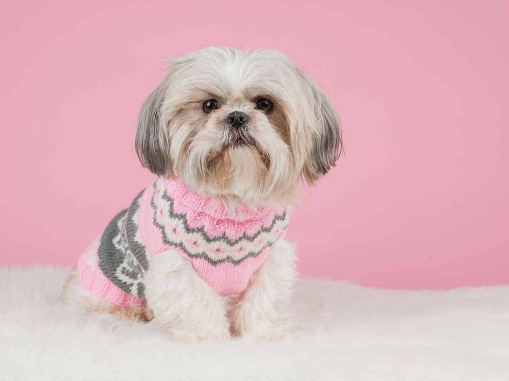 Shih tzu dog dressed in a knitted pink sweater at a pink background