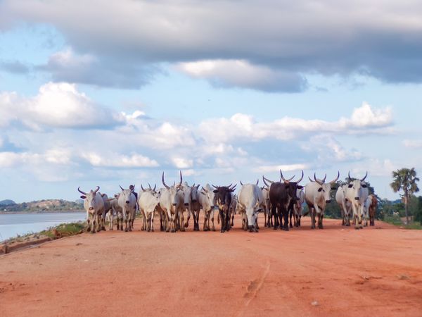 Herd of cattle on brown field under cloudy sky