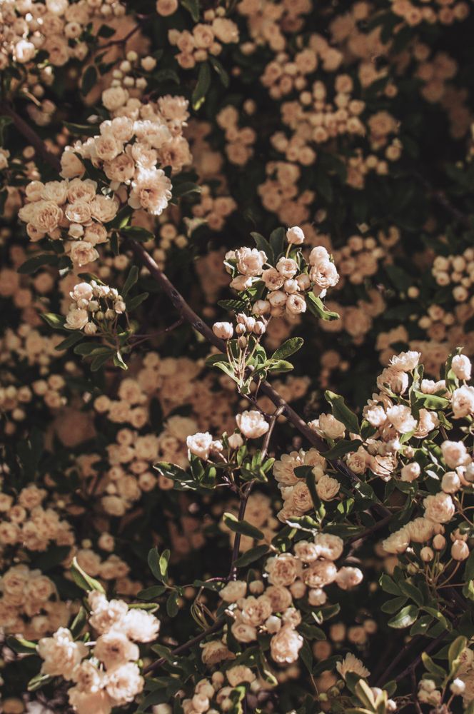 Close-up shot of cherry blossom tree