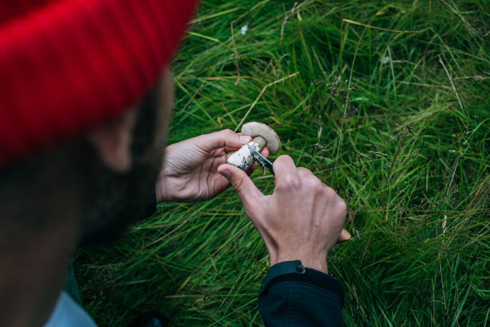 Male with knife and foraged mushroom