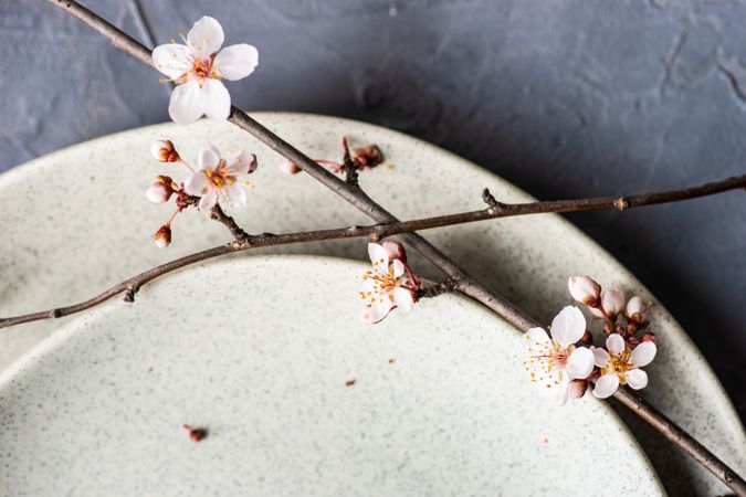 Close up of plate with blooming tree branch