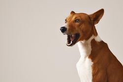 Portrait of dog barking