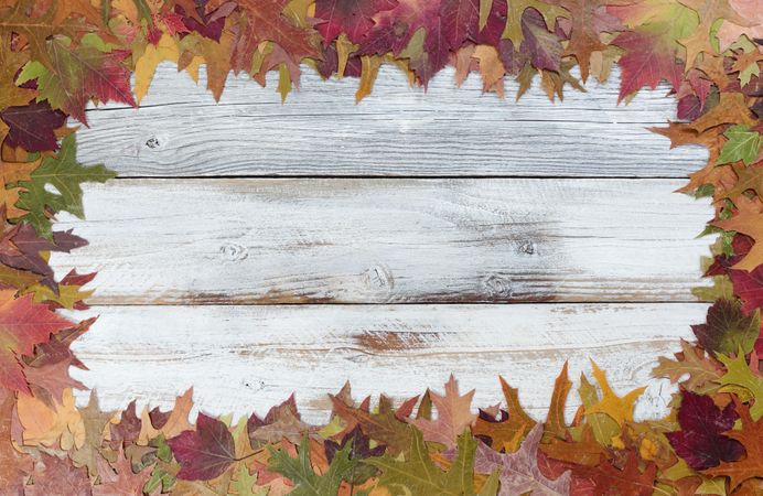 Autumn foliage background for seasonal holidays on rustic white wood