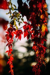 Bright red leaves on tree in sunlight