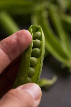 Fingers opening a pea pod