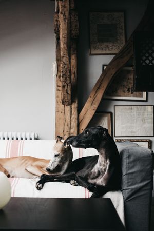 Funny dogs resting on sofa