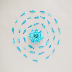 Single flower encircled by petals