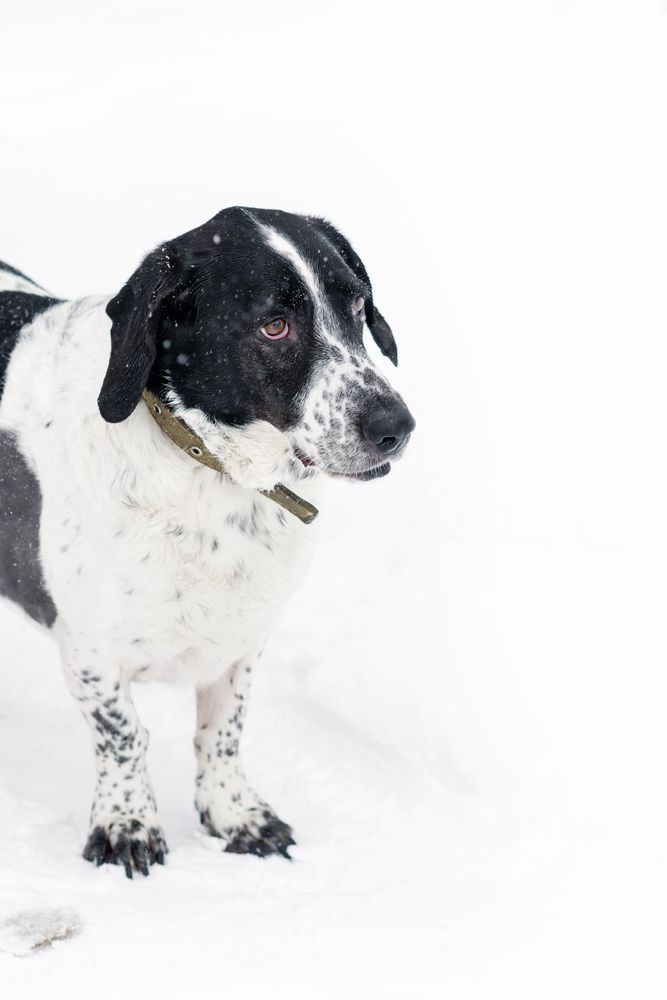 Winter Watchfulness Dog