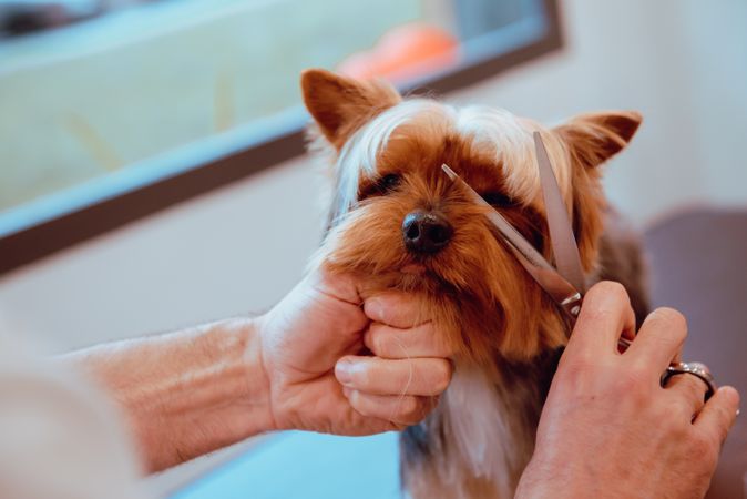 Crop groomer trimming fur of little dog
