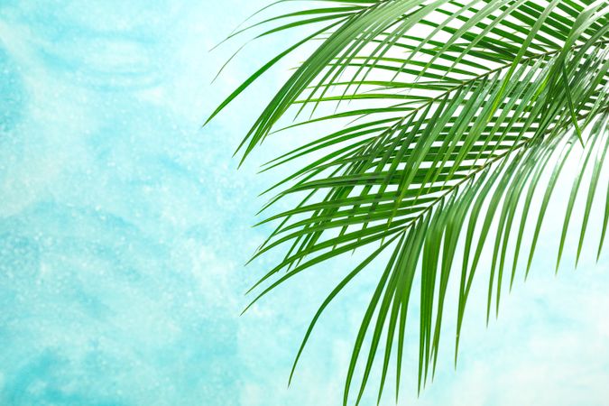 Beautiful palm leaves on light background, space for text. Exotic plant