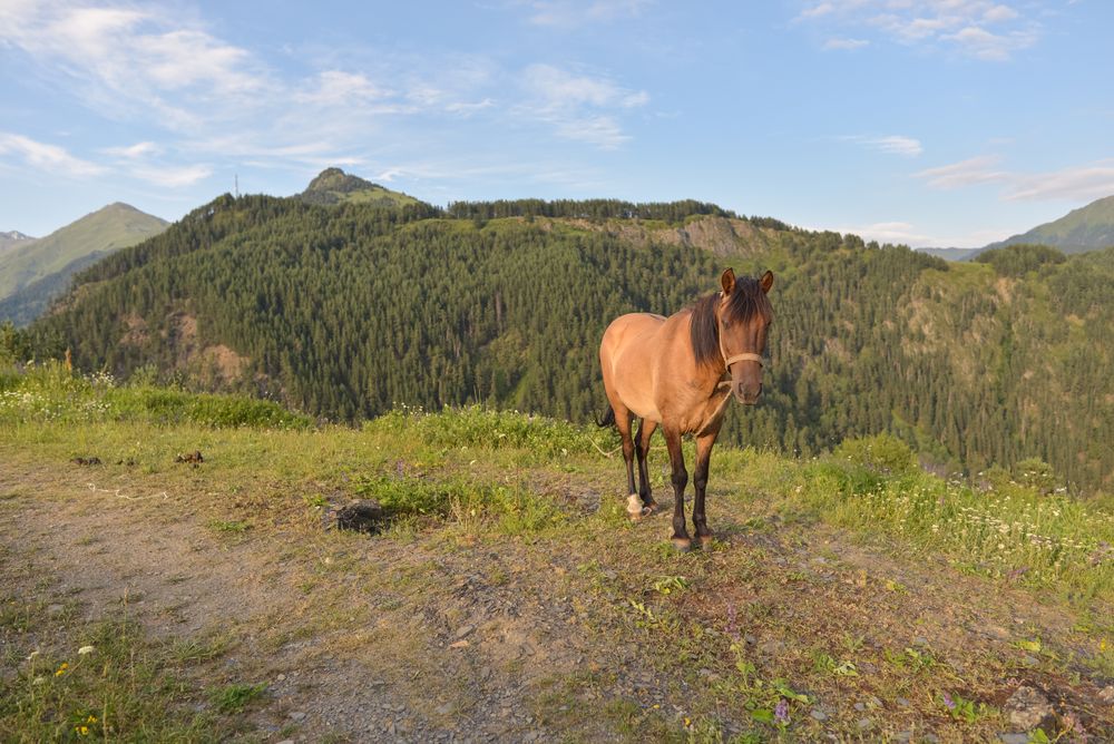 Horse on tether pasturing in mountains