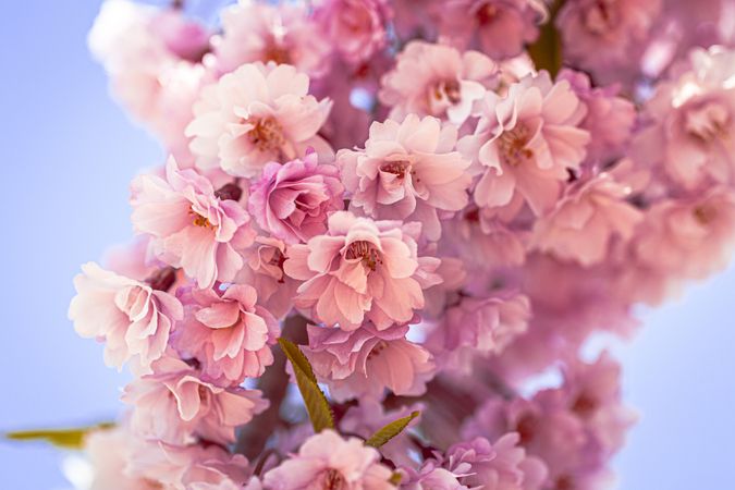 Close up of cherry blossoms in bloom with light blue background