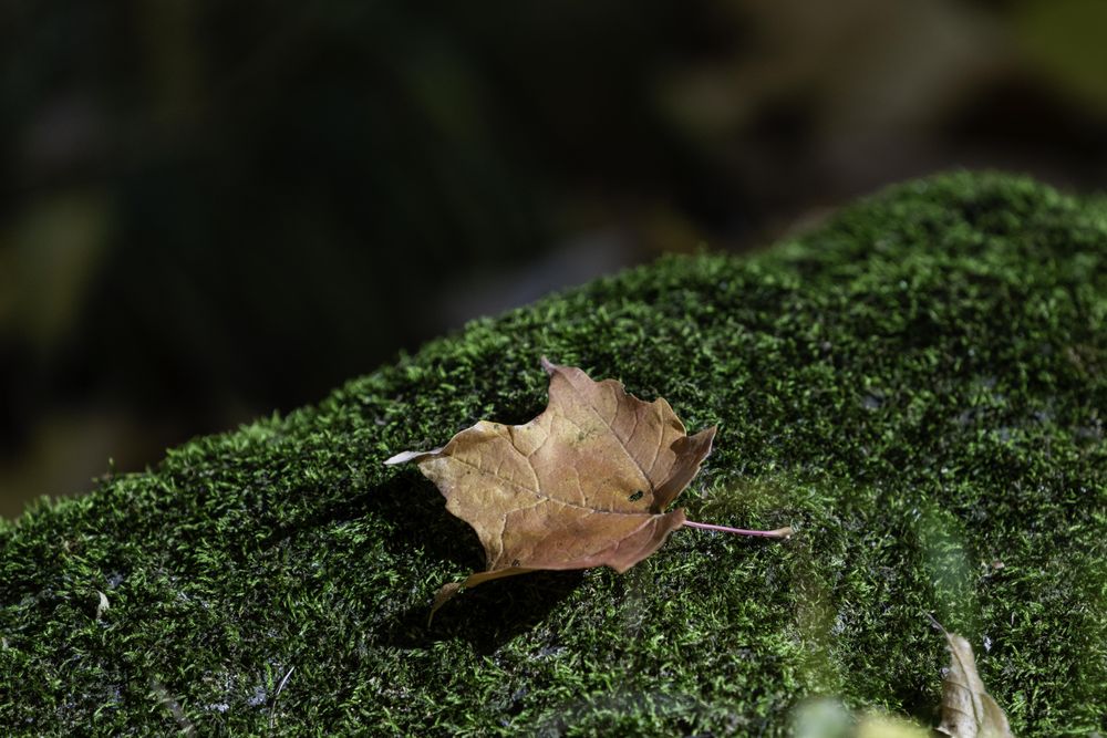 Leaf on mossy rock at Father Hennepin State Park, Minnesota