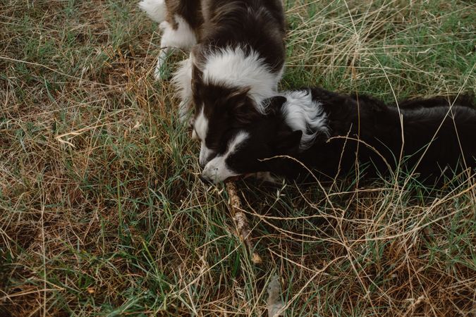 Border Collie dogs having fun together during stick game on dry grass in countryside