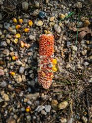 Corn eaten by bird or critter