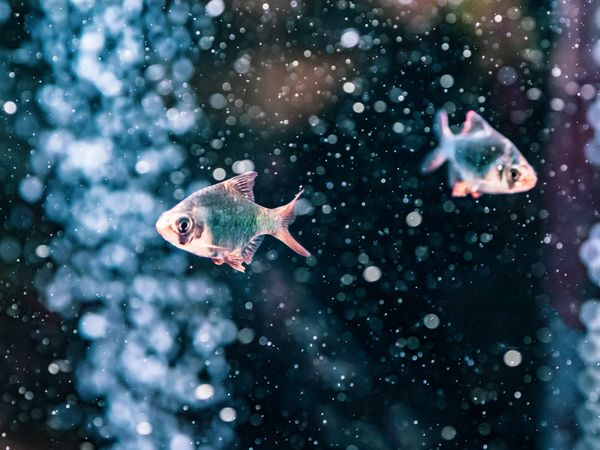 Exotic fish in aquarium