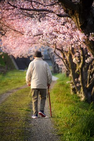 Back view of an older man walking pathway beside pink cherry blossom trees