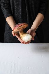 Large mushroom with brown cap