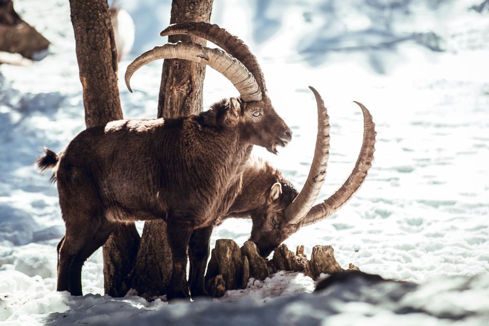 Wild goats pasturing near tree between snow