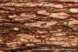 Texture of tree bark 43LYxb