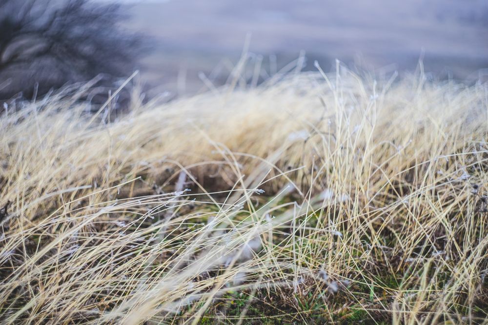 Long grass field with frost in winter
