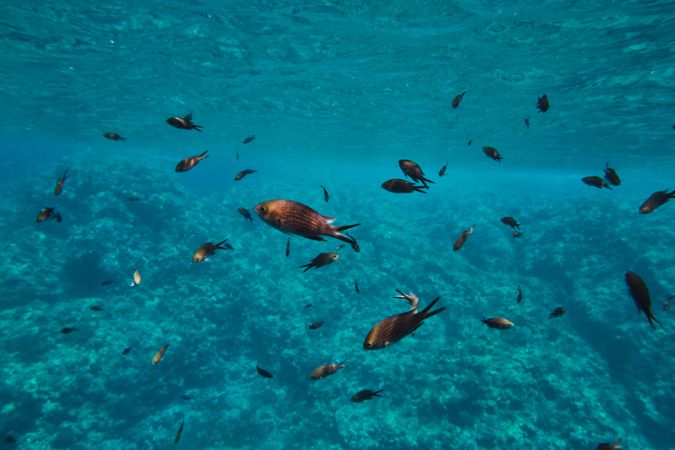 Flock of salema fish swimming underwater in sea