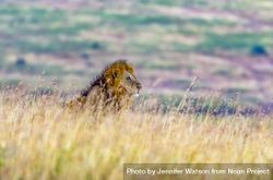 Male Lion in the Serengeti savannah grassland, Tanzania 5nn2n5