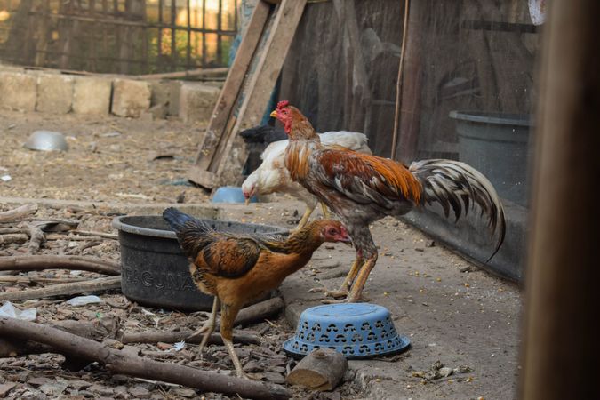 Rooster & chickens standing by blue bowl