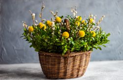 Easter card concept with fresh basket of greenery with decorative eggs on grey table